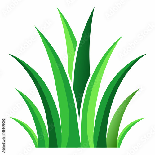 aloe vera plant