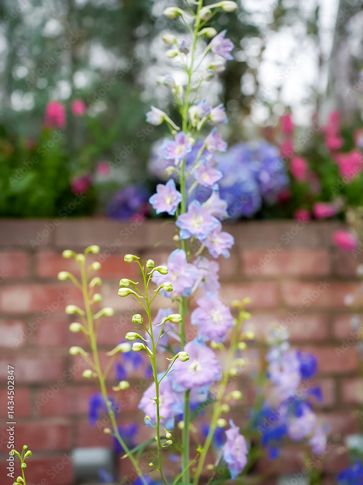 Obraz premium Light purple delphinium flowers in spring garden