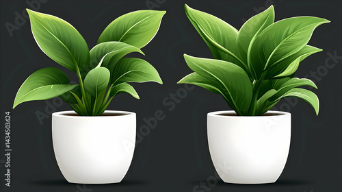 Obraz na płótnie Two Lush Golden Pothos Plants in White Pots Against a Dark Background w salonie