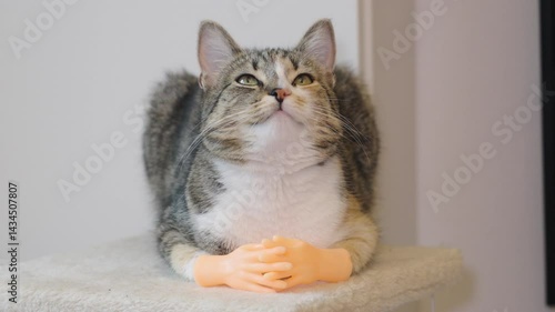 Funny cat shows off tiny hands while lounging at home, creating a hilarious sight that will brighten anyones day with adorable charm