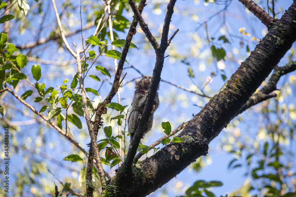 A Common Marmoset (Callithrix jacchus) climbing a thin tree branch, with its white ear tufts visible against the blue sky. A Common Marmoset (Callithrix jacchus) climbing a thin tree branch, with its white ear tufts visible against the blue sky.
