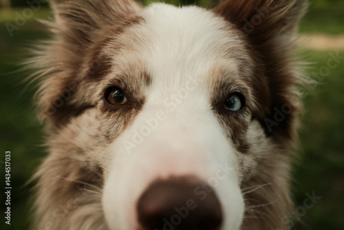 Photography Close-up of a dogs face with heterochromia - one brown eye and one blue