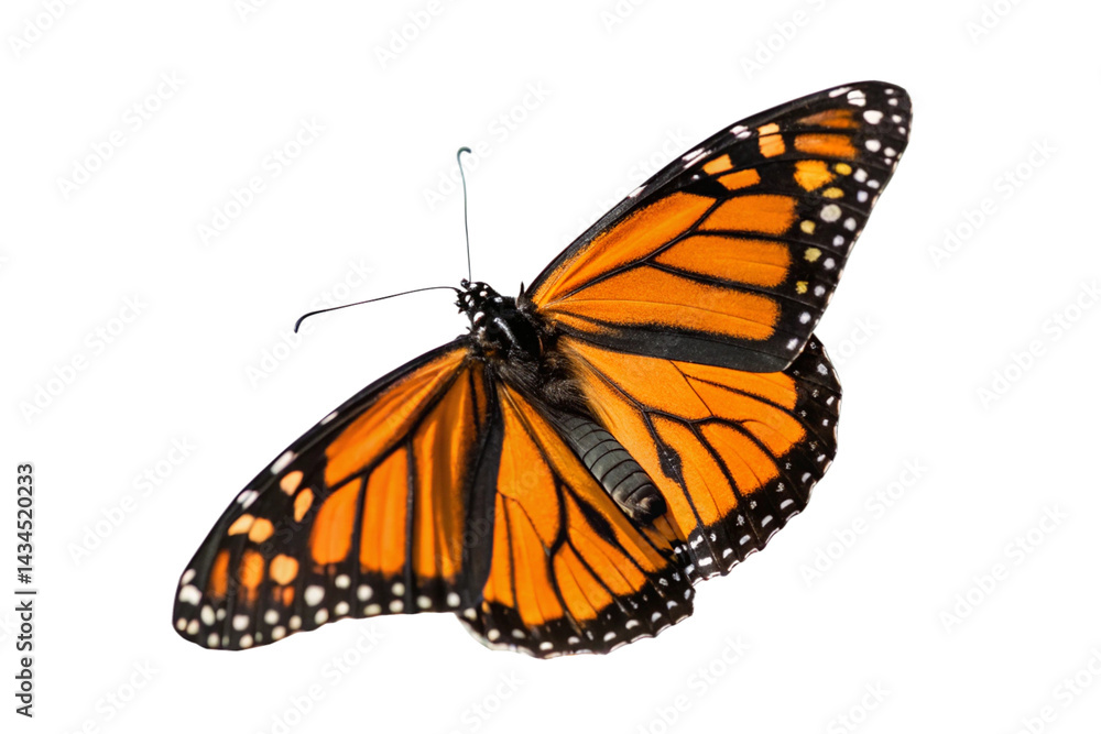 Fototapeta premium Butterfly flying isolated on transparent background 