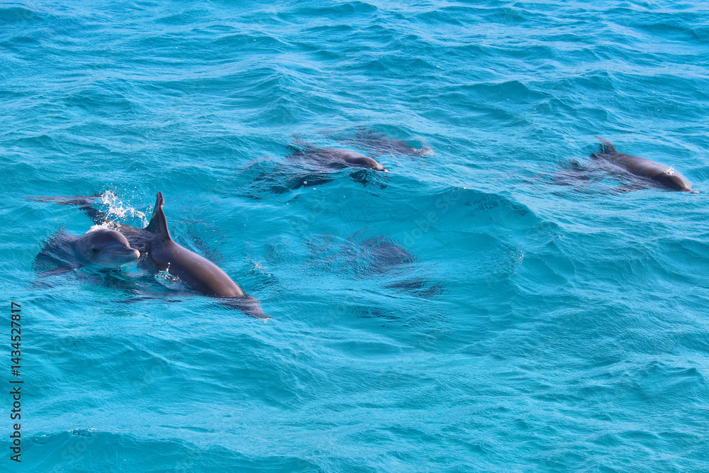 Obraz premium Group of wild dolphins swimming together in crystal-clear turquoise waters of the Red Sea, near Hurghada, Egypt – marine wildlife photography