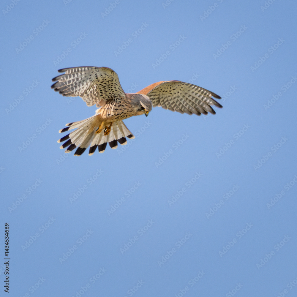 Fototapeta premium Young kestrel, bird is flying in the sky with its wings spread wide