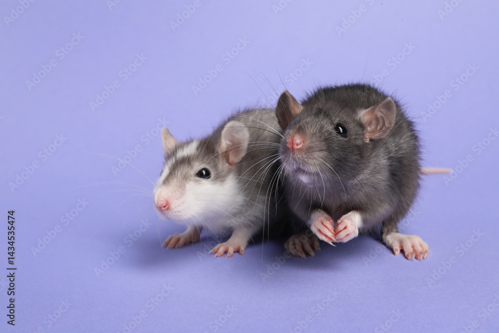 Cute rats on violet background. Little pets Cute rats on violet background. Little pets