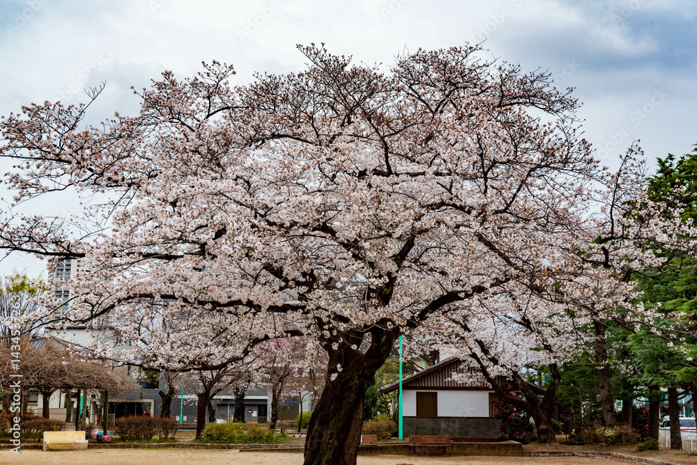 公園の桜(ソメイヨシノ)