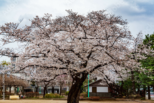 Obraz na płótnie 公園の桜(ソメイヨシノ) w salonie