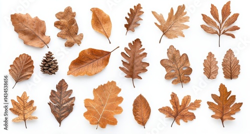 A collection of brown leaves and a pine cone arranged on a white background