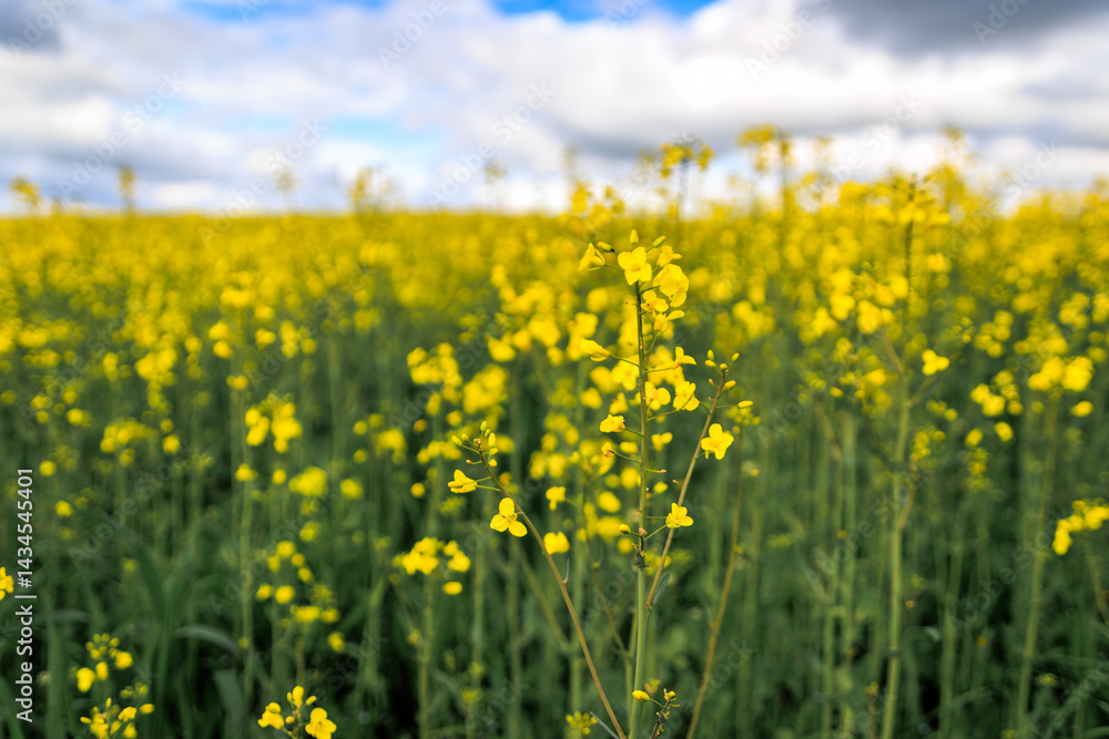 Vibrant yellow canola rapeseed field under dramatic sky near Zurich, Switzerland