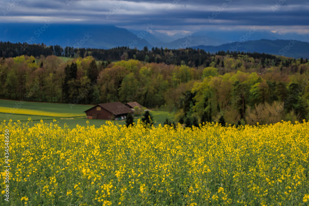 Vibrant yellow canola rapeseed field under dramatic sky near Zurich, Switzerland