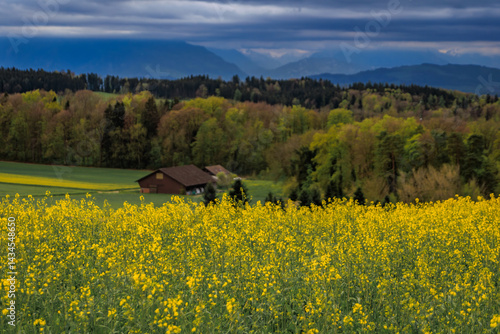 Obraz na płótnie Vibrant yellow canola rapeseed field under dramatic sky near Zurich, Switzerland w salonie