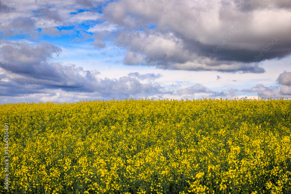 Vibrant yellow canola rapeseed field under dramatic sky near Zurich, Switzerland