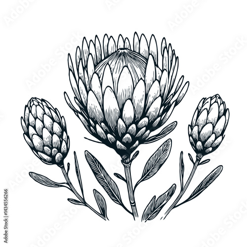 Hand drawn artichokes Botanical drawing. Simple line art thistle, stems illustration. Black and White wild flowers. Protea plants. Set of teasel outline doodle floral sketch. Leaves Silybum marianum