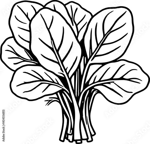 Fresh Green Bok Choy Bunch Vibrant Leafy Vegetable
