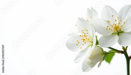 Delicate white flower blossoms against pure white background, element, simple, elegant