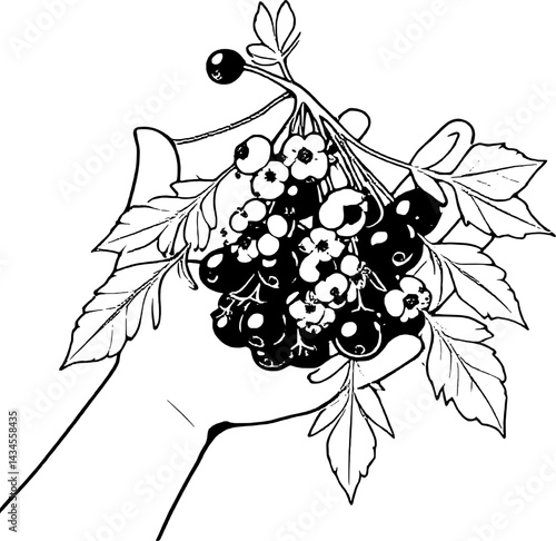 Hand Holding a Bunch of Fresh Black Currants and Blossoms