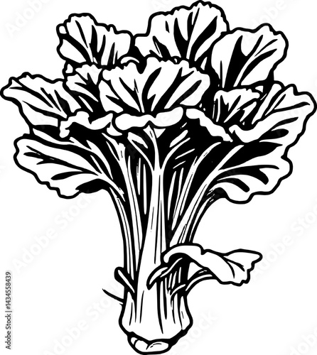 A Detailed Line Drawing Of A Single Bunch Of Bok Choy