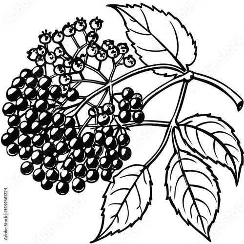 Black and white illustration of a flowering plant with berries and leaves