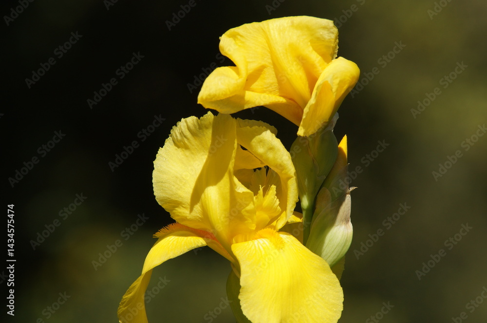 Iris jaune Iris jaune
