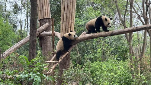 Chengdu, China - April 9, 2025: Baby pandas playing around on a tree branch in Sichuan