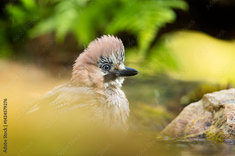 Portrait of nice passerine bird Eurasian Jay (Garrulus glandarius), bath in forest pond in morning sun during spring. Close-up portrait of bird.