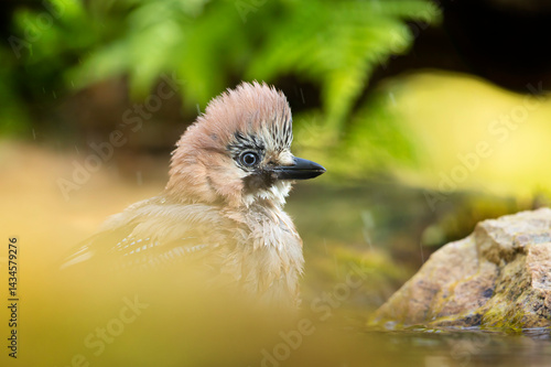 Obraz na płótnie Portrait of nice passerine bird Eurasian Jay (Garrulus glandarius), bath in forest pond in morning sun during spring. Close-up portrait of bird. w salonie