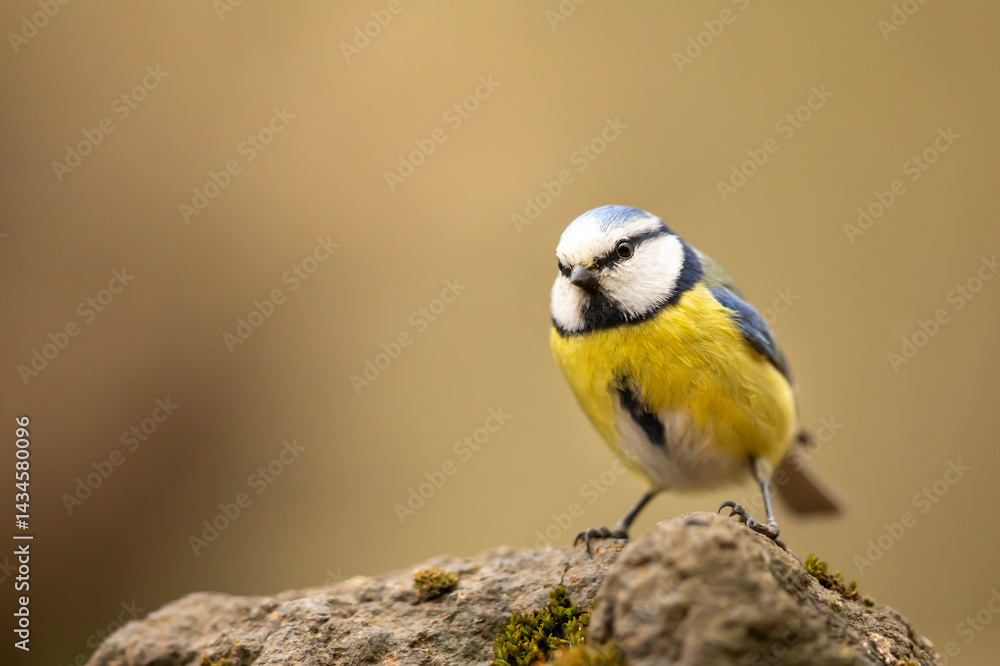 Small fluffy eurasian blue tit (Cyanistes caeruleus) sits on a bush branch in spring sunny morning, Czech republic