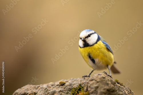 Obraz na płótnie Small fluffy eurasian blue tit (Cyanistes caeruleus) sits on a bush branch in spring sunny morning, Czech republic w salonie