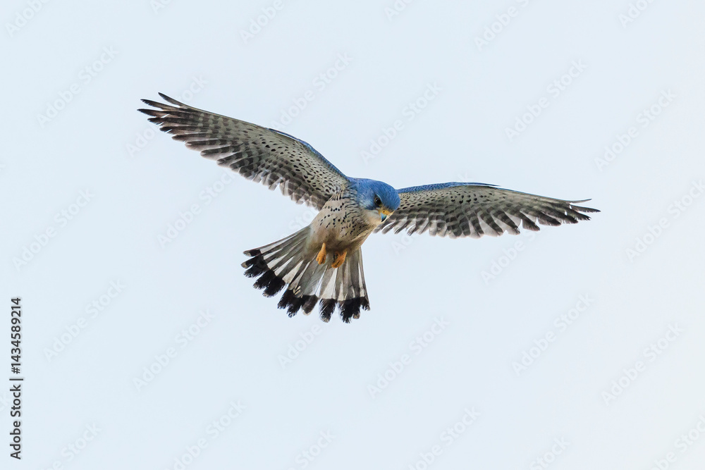 Fototapeta premium Kestrel falco tinnunculus male hovering and hunting