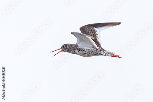 Obraz na płótnie common redshank tringa totanus wader bird in flight w salonie
