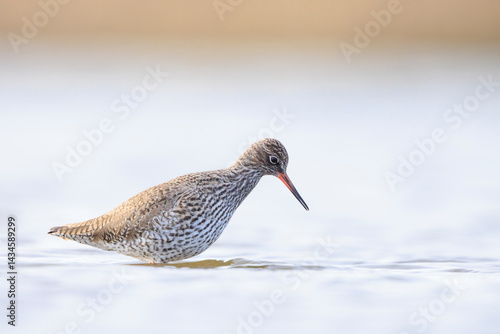 Obraz na płótnie Common redshank, tringa totanus, wading bird w salonie