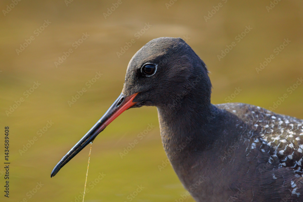 Spotted redshank, tringa erythropus, foraging in shallow water