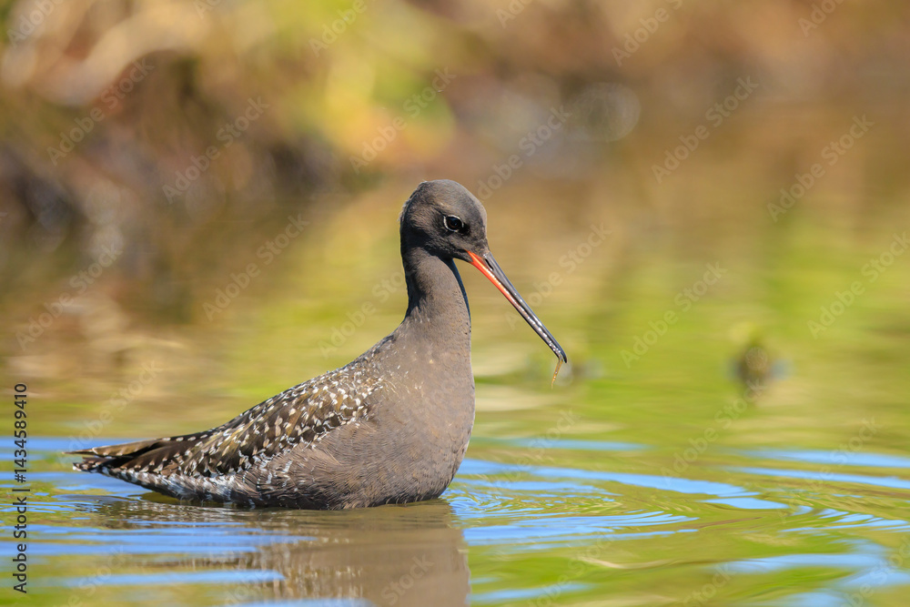 Spotted redshank, tringa erythropus, foraging in shallow water