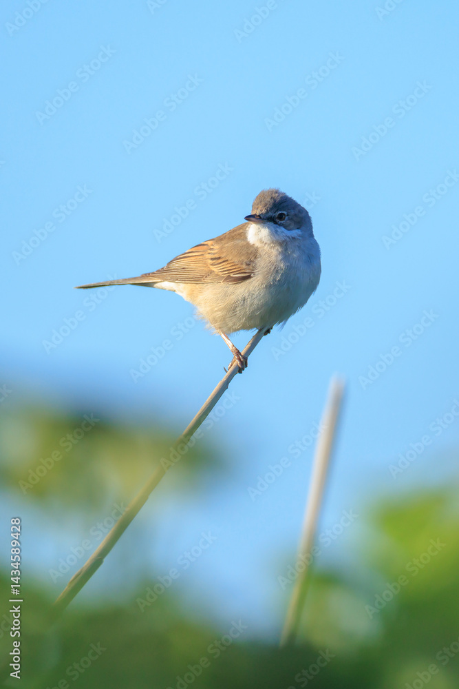 Whitethroat bird, Sylvia communis, foraging in a meadow