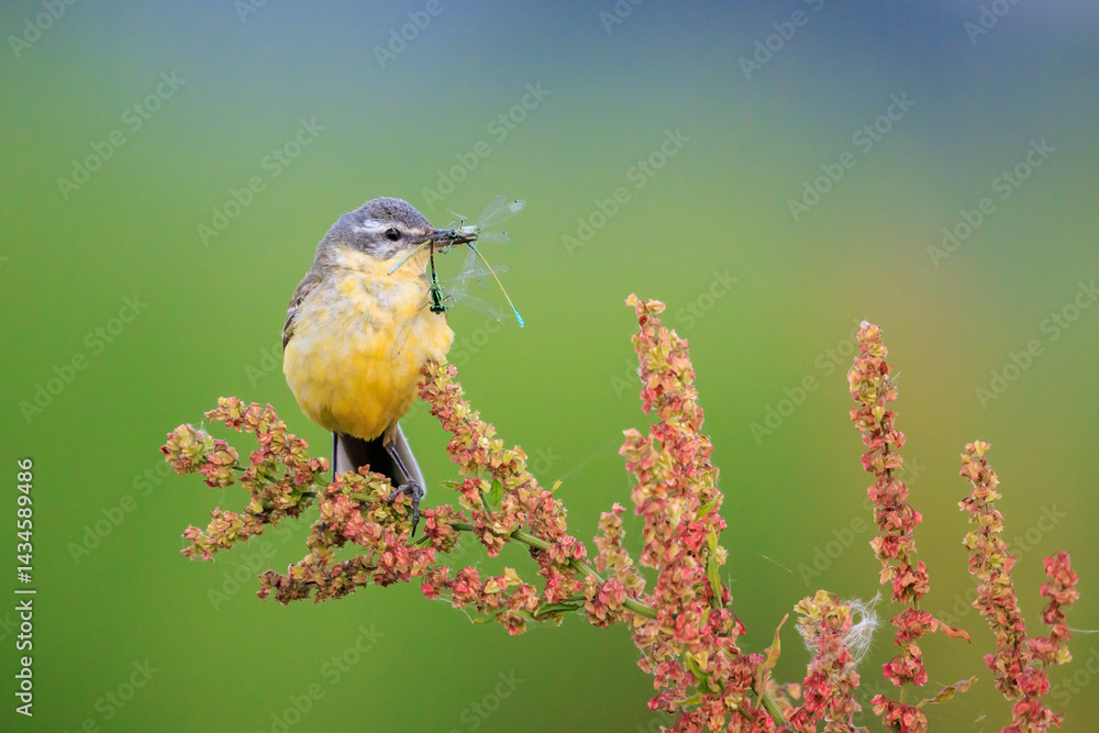 Closeup of a hunting western yellow wagtail bird Motacilla flava with prey