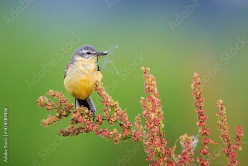 Obraz na płótnie Closeup of a hunting western yellow wagtail bird Motacilla flava with prey w salonie