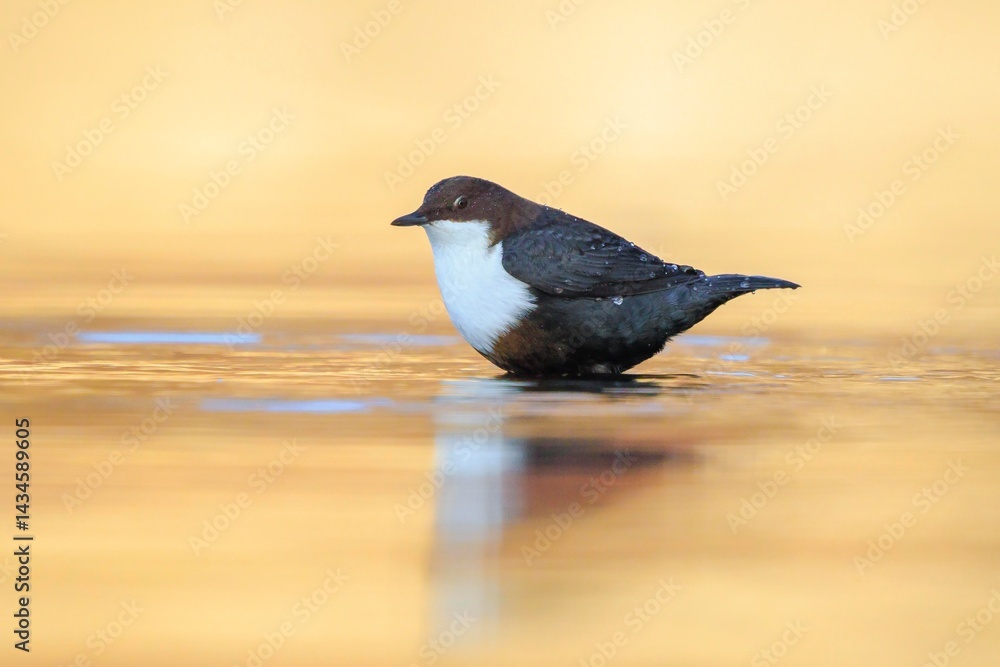 Northern white-throated dipper, cinclus cinclus cinclus, foraging in water