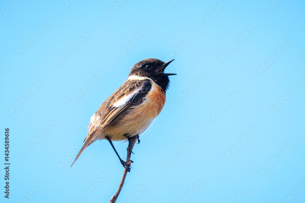 Male Stonechat, Saxicola rubicola, bird singing