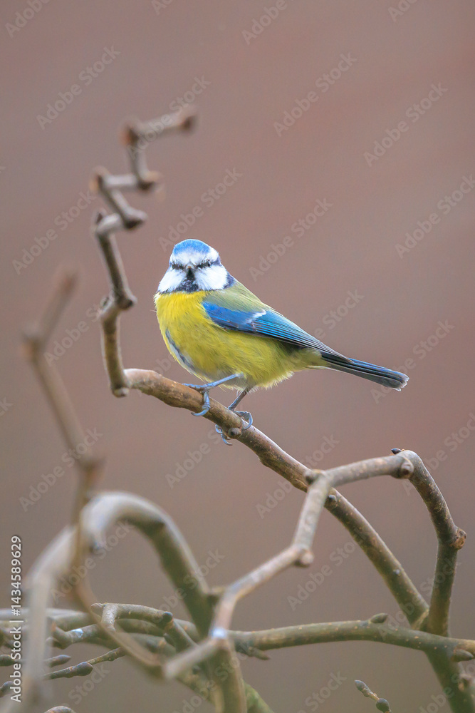 Eurasian blue tit, Cyanistes caeruleus, bird perched