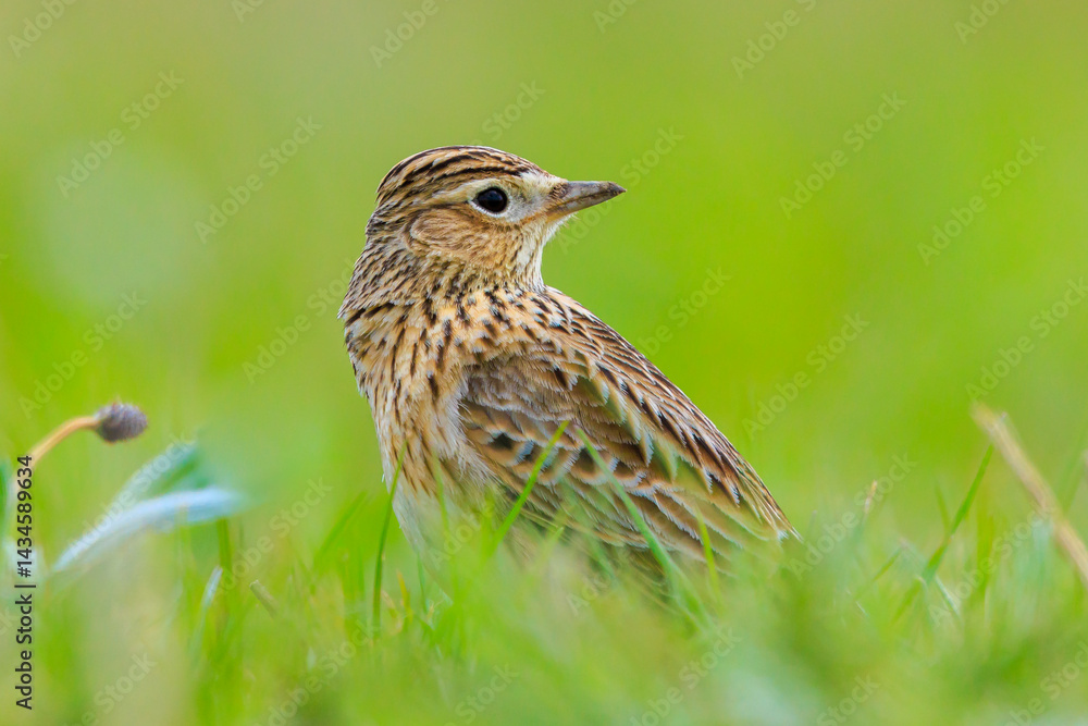 Eurasian skylark bird Alauda arvensis bird in a meadow