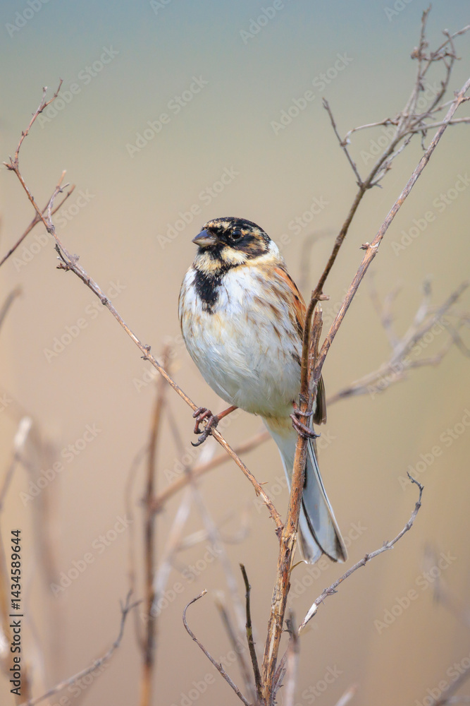 Singing common reed bunting, Emberiza schoeniclus, male bird in the reeds on a windy day