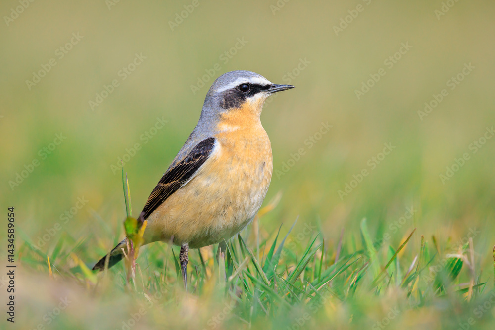 Northern wheatear male bird, Oenanthe oenanthe, foraging in grass