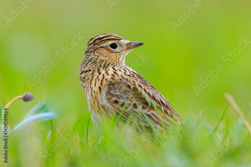 Obraz na płótnie Eurasian skylark bird Alauda arvensis bird in a meadow w salonie