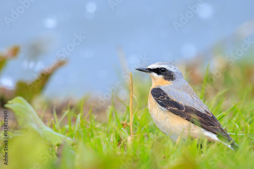 Obraz na płótnie Northern wheatear bird male, Oenanthe oenanthe, foraging in a field of grass w salonie
