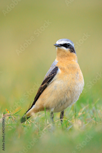 Obraz na płótnie Northern wheatear male bird, Oenanthe oenanthe, foraging in grass w salonie