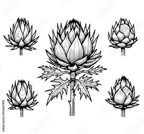 Hand drawn artichokes Botanical drawing. Simple line art thistle, stems illustration. Black and White wild flowers. Protea plants. Set of teasel outline doodle floral sketch. Leaves Silybum marianum