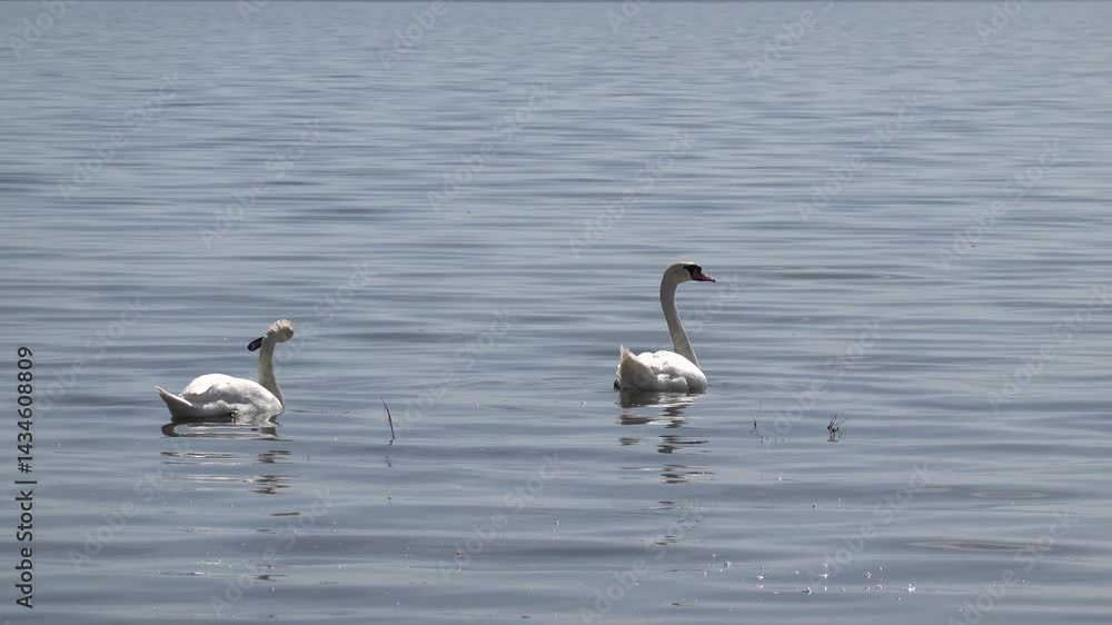 Beautiful elegant swan on Zemplínska Širava, Slovakia Beautiful elegant swan on Zemplínska Širava, Slovakia