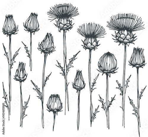 Hand drawn artichokes Botanical drawing. Simple line art thistle, stems illustration. Black and White wild flowers. Protea plants. Set of teasel outline doodle floral sketch. Leaves Silybum marianum