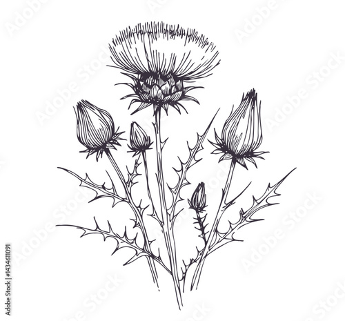 Hand drawn artichokes Botanical drawing. Simple line art thistle, stems illustration. Black and White wild flowers. Protea plants. Set of teasel outline doodle floral sketch. Leaves Silybum marianum